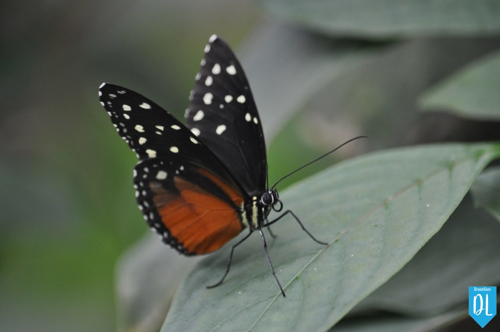 Papillonrama