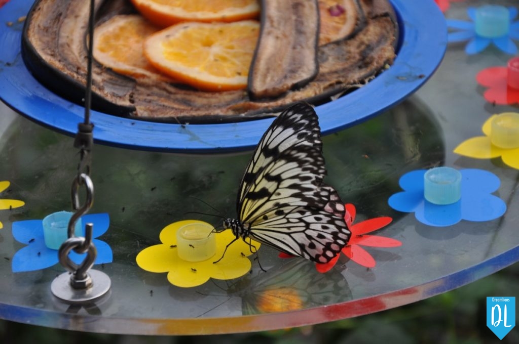 Schmetterling am Essen