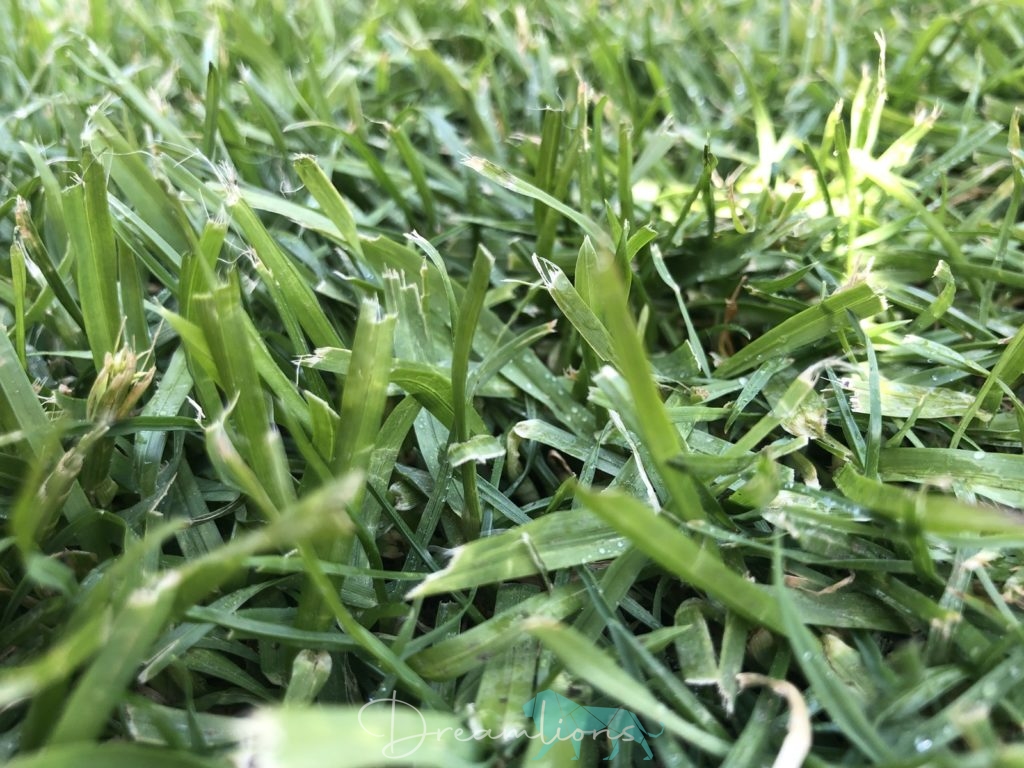 ausgefranste Grashalme infolge stumpfe Messer beim Mähroboter